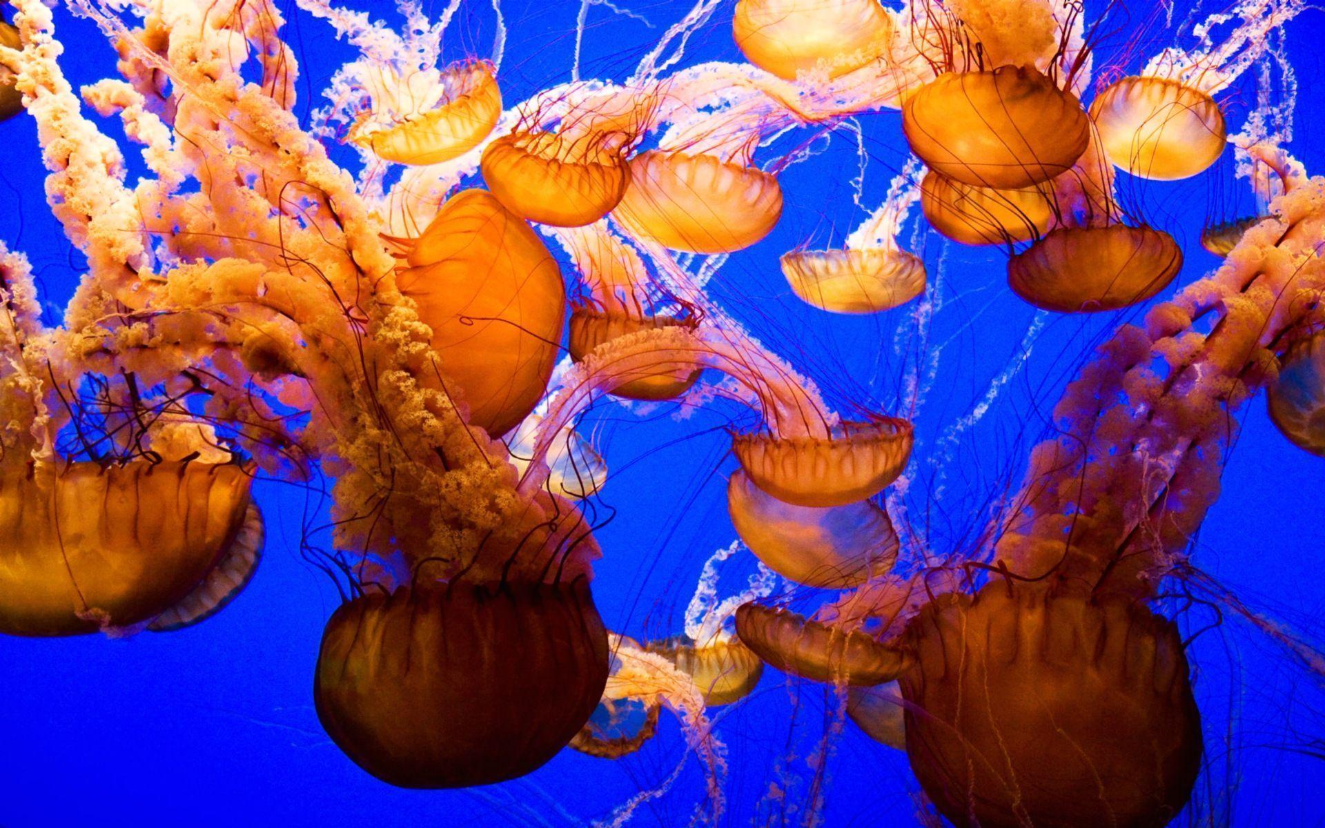 Detail Jellyfish Wallpapers Nomer 49