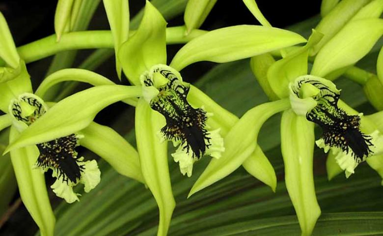 Detail Jenis Anggrek Dendrobium Dan Gambarnya Nomer 36