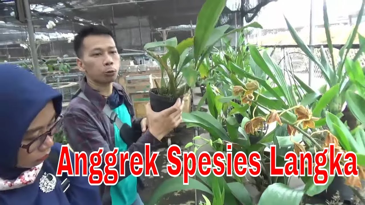 Detail Jenis Anggrek Dendrobium Dan Gambarnya Nomer 42