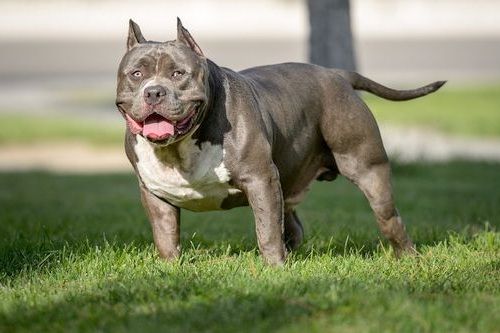 Detail Jenis Anjing American Bully Nomer 13