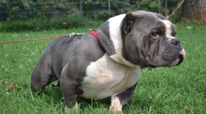 Detail Jenis Anjing American Bully Nomer 15