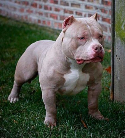 Detail Jenis Anjing American Bully Nomer 3