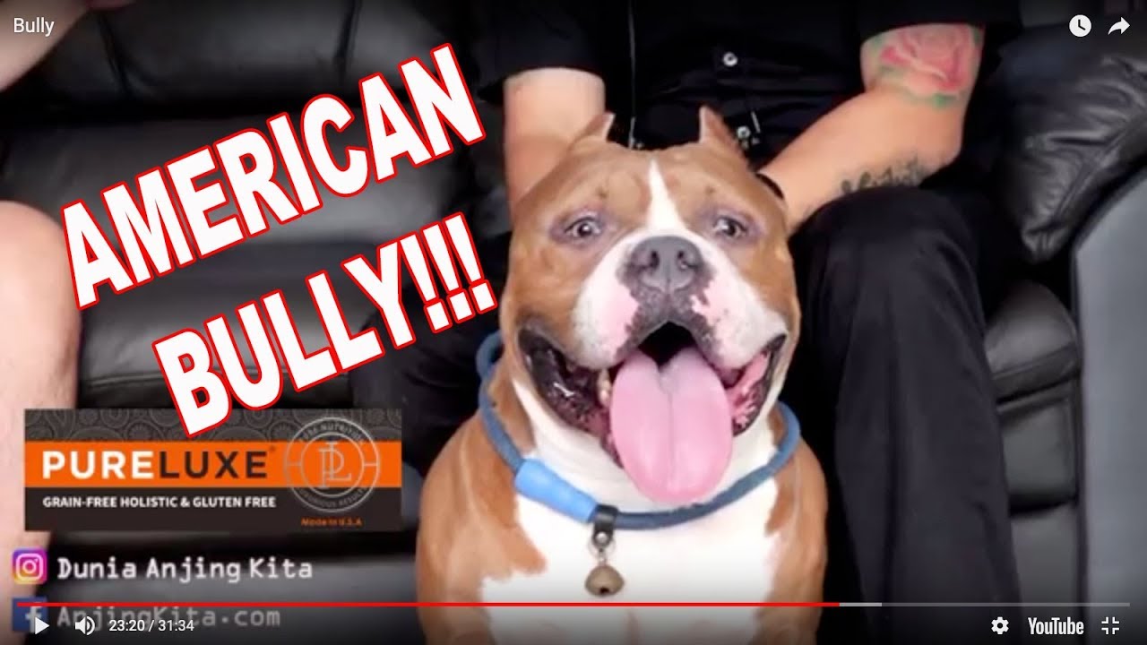 Detail Jenis Anjing American Bully Nomer 25