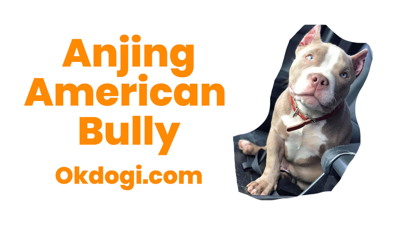 Detail Jenis Anjing American Bully Nomer 28