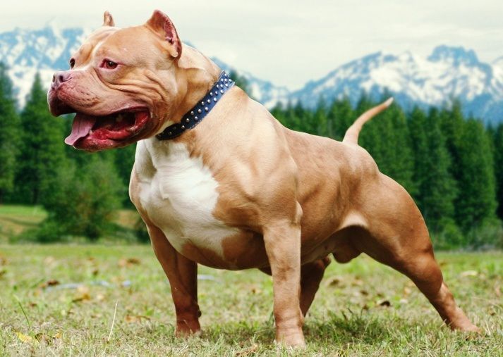 Detail Jenis Anjing American Bully Nomer 8