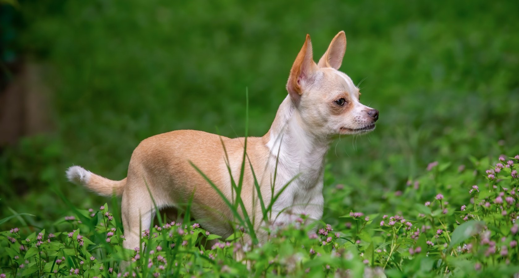 Detail Jenis Anjing Chihuahua Nomer 10