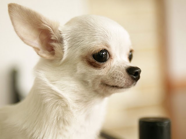Detail Jenis Anjing Chihuahua Nomer 18