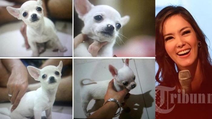 Detail Jenis Anjing Chihuahua Nomer 28