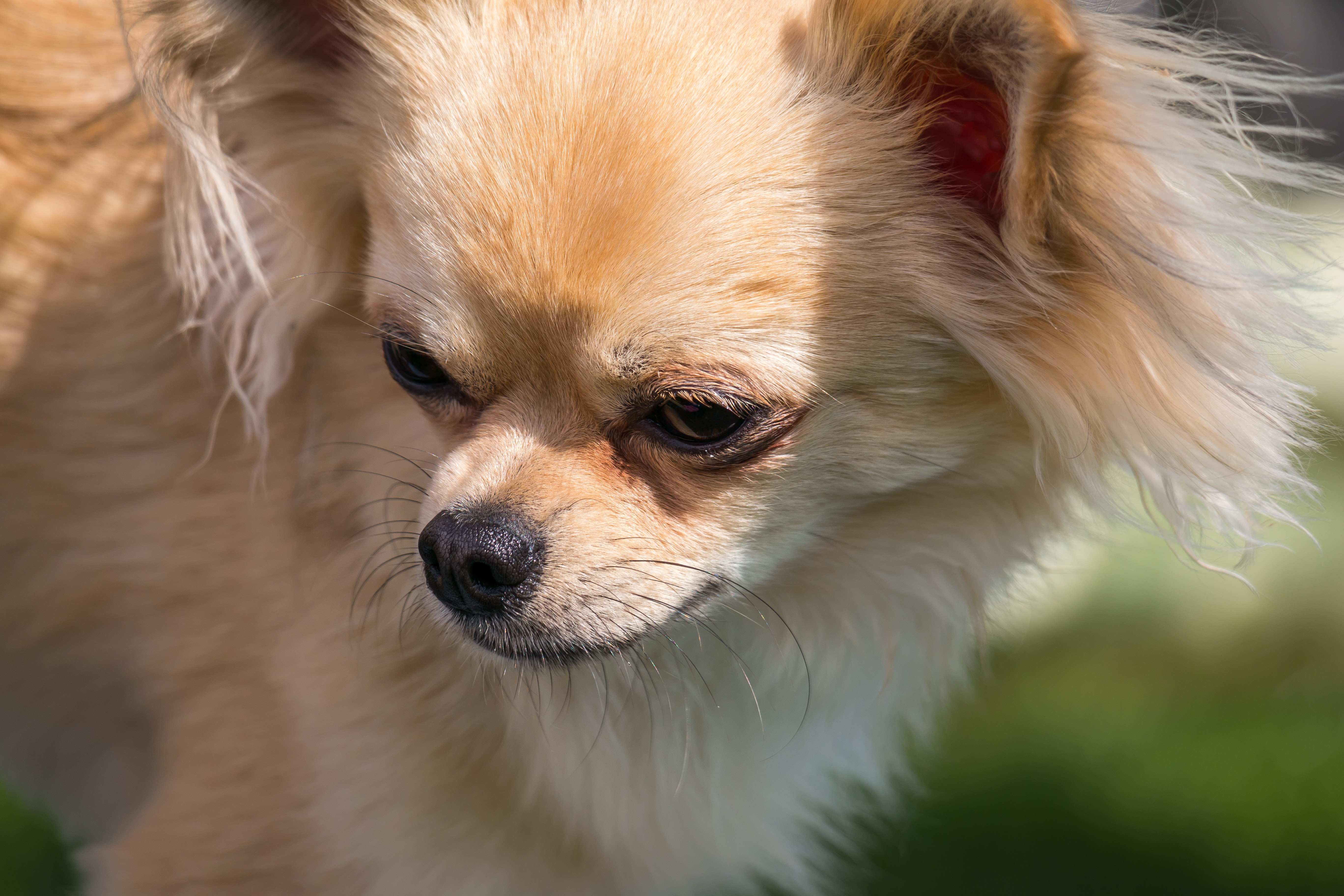 Detail Jenis Anjing Chihuahua Nomer 40