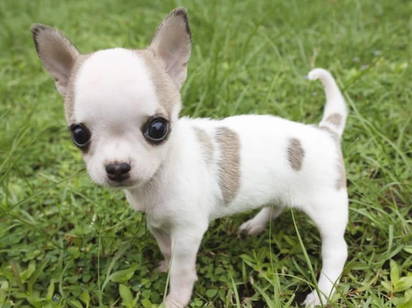 Detail Jenis Anjing Chihuahua Nomer 6