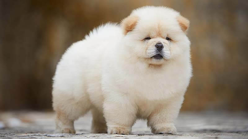 Jenis Anjing Chow Chow - KibrisPDR