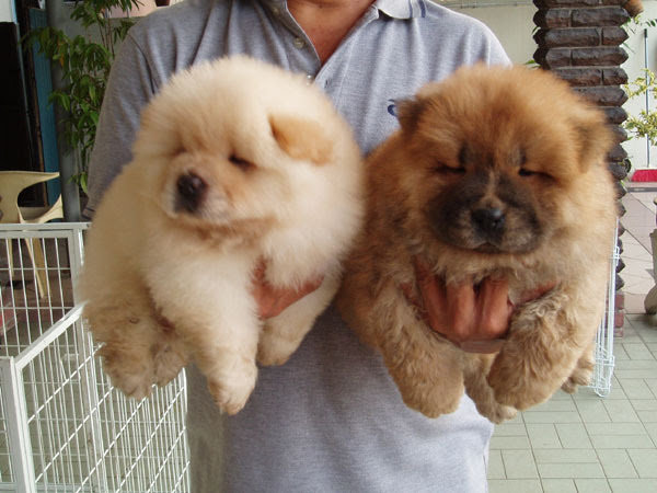 Detail Jenis Anjing Chow Chow Nomer 12