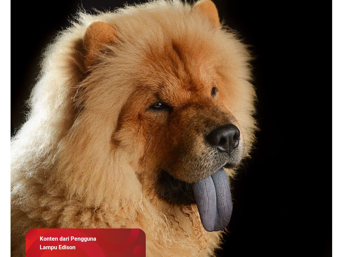 Detail Jenis Anjing Chow Chow Nomer 14