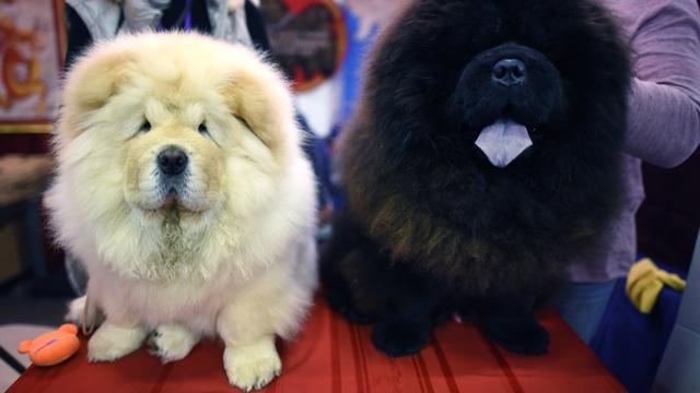 Detail Jenis Anjing Chow Chow Nomer 15