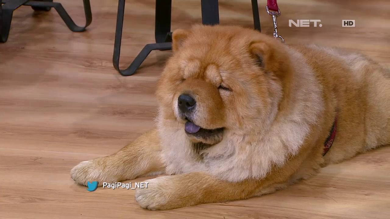 Detail Jenis Anjing Chow Chow Nomer 3