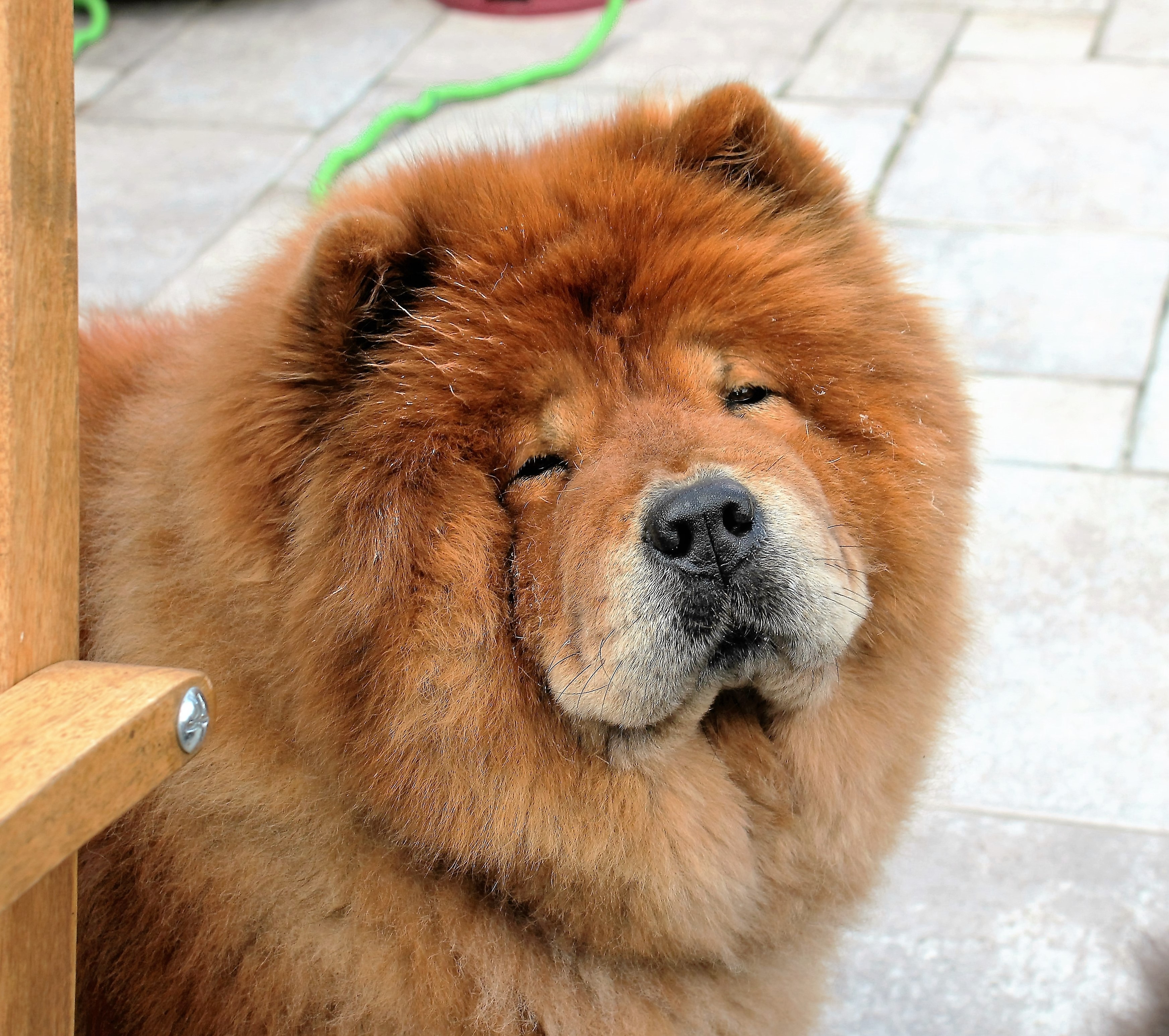 Detail Jenis Anjing Chow Chow Nomer 23