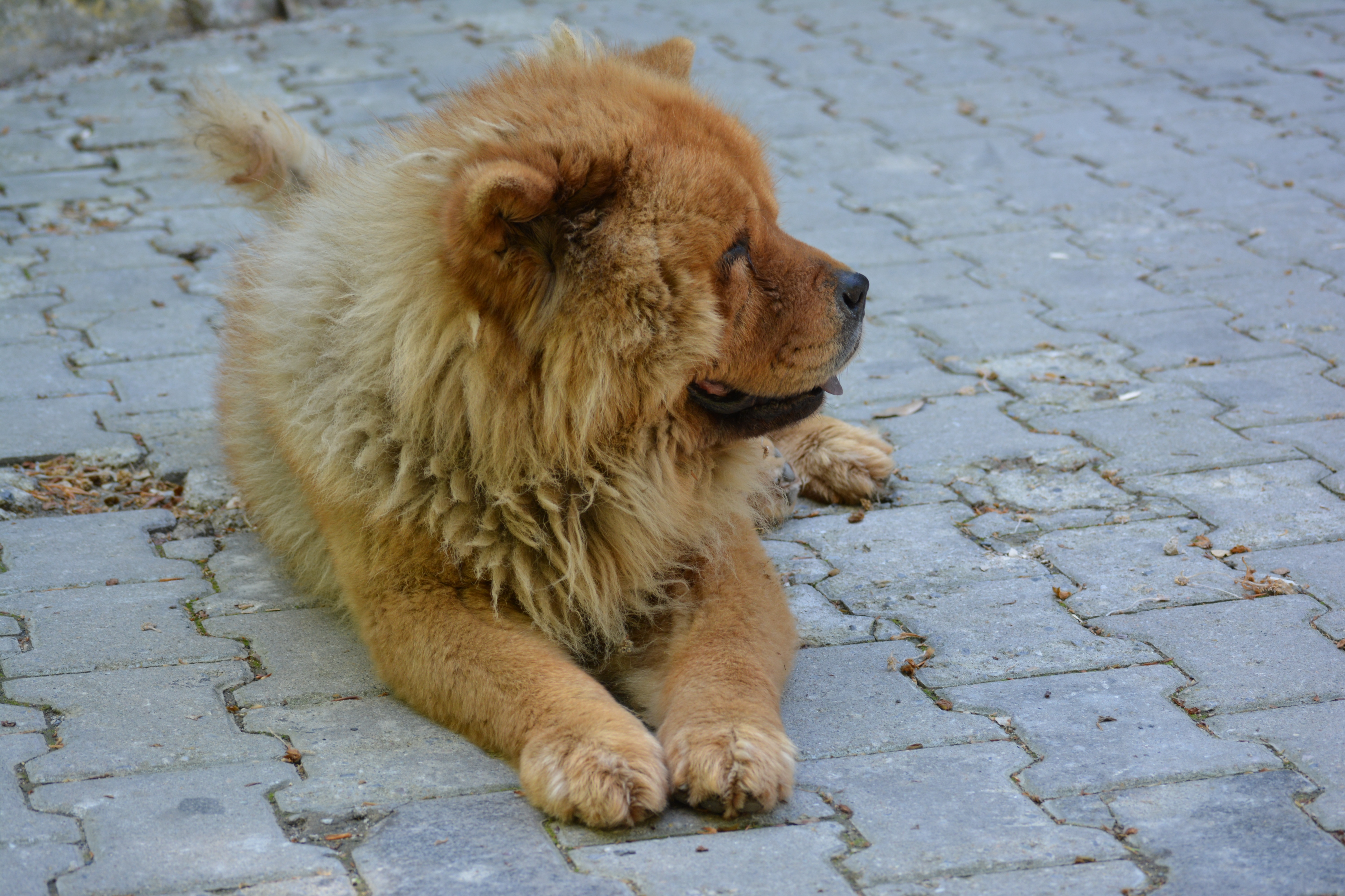 Detail Jenis Anjing Chow Chow Nomer 25