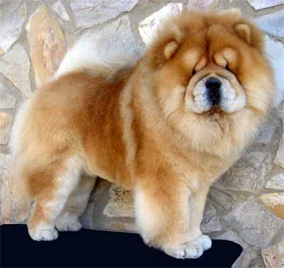 Detail Jenis Anjing Chow Chow Nomer 4