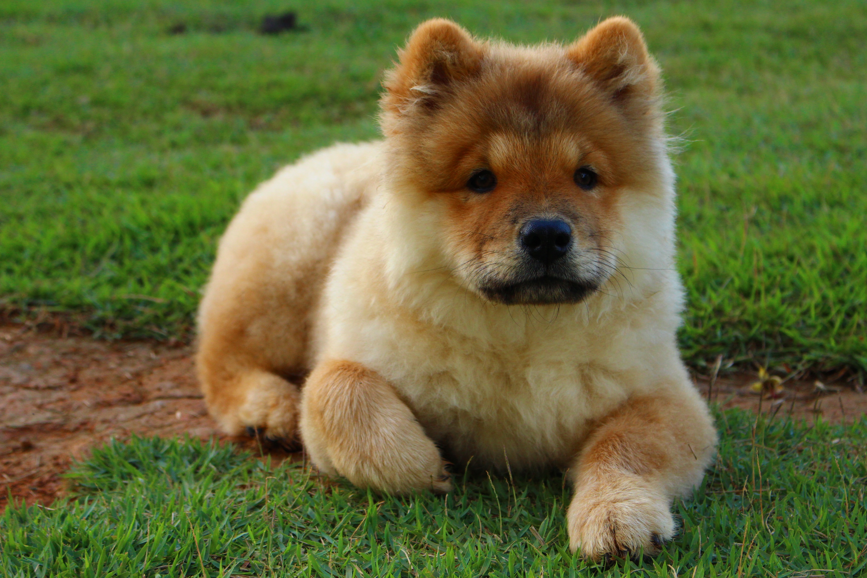 Detail Jenis Anjing Chow Chow Nomer 30