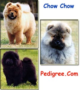 Detail Jenis Anjing Chow Chow Nomer 31