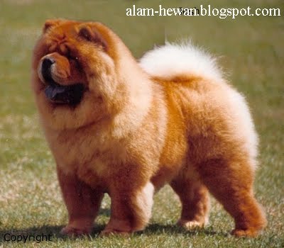 Detail Jenis Anjing Chow Chow Nomer 34