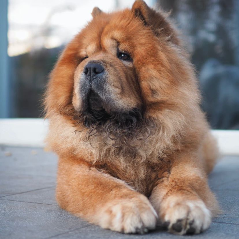 Detail Jenis Anjing Chow Chow Nomer 35