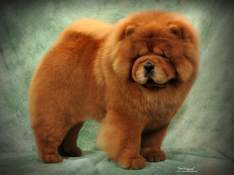Detail Jenis Anjing Chow Chow Nomer 5