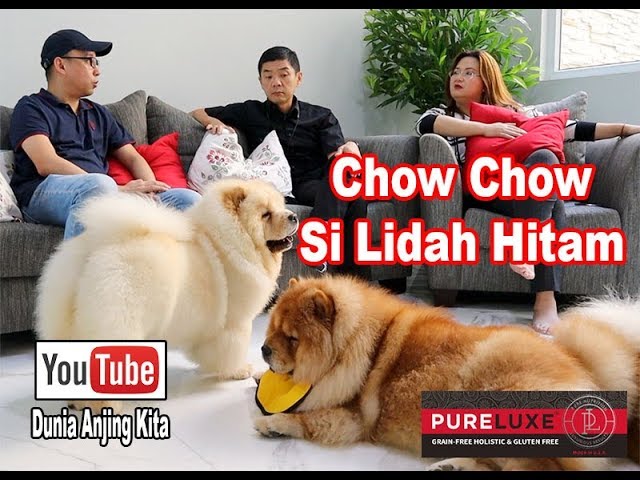 Detail Jenis Anjing Chow Chow Nomer 38