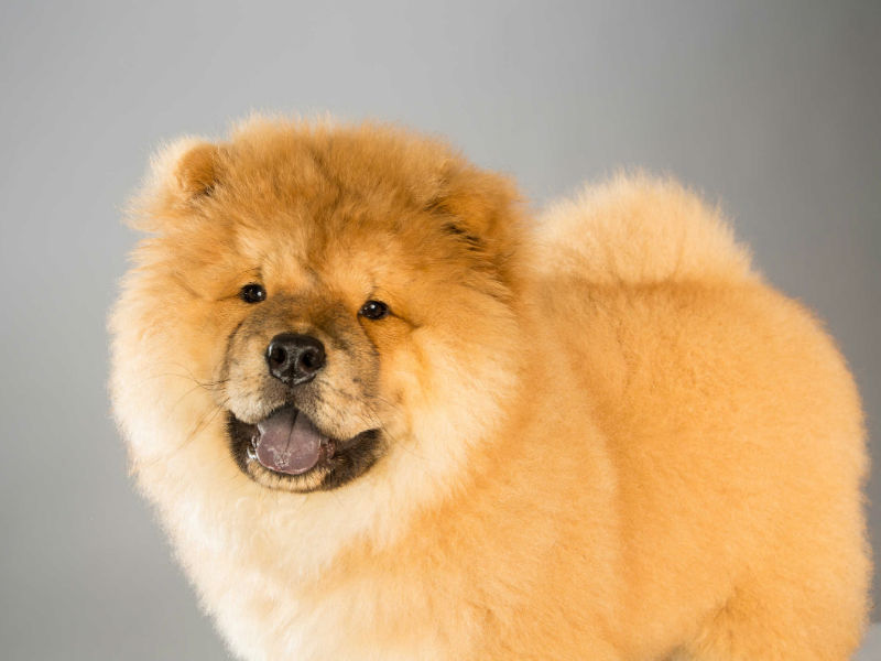 Detail Jenis Anjing Chow Chow Nomer 41