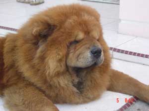 Detail Jenis Anjing Chow Chow Nomer 43