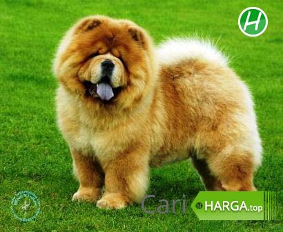 Detail Jenis Anjing Chow Chow Nomer 6