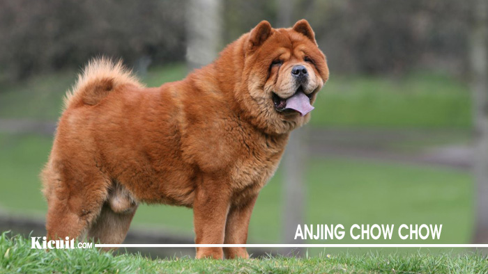 Detail Jenis Anjing Chow Chow Nomer 49