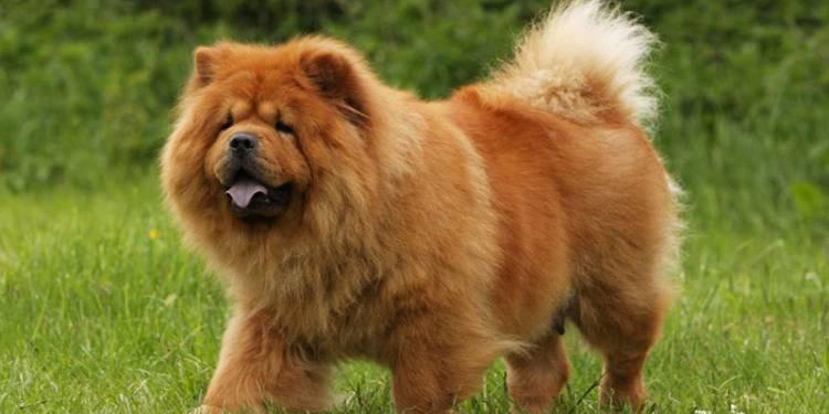 Detail Jenis Anjing Chow Chow Nomer 50