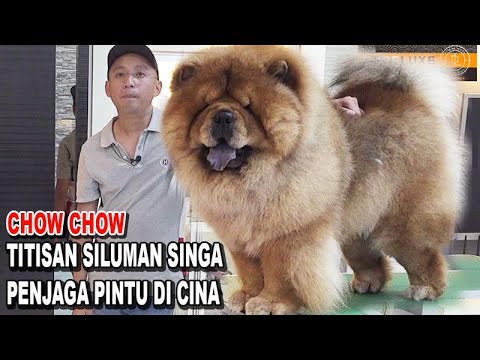 Detail Jenis Anjing Chow Chow Nomer 53