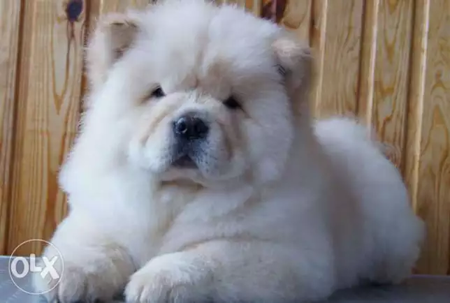 Detail Jenis Anjing Chow Chow Nomer 7