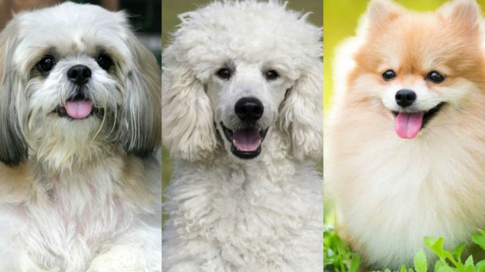 Detail Jenis Anjing Gambar Nomer 14