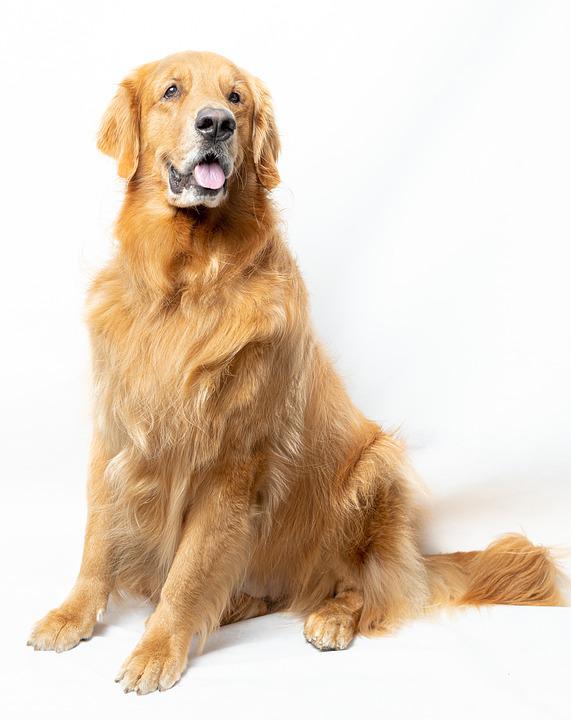 Detail Jenis Anjing Golden Nomer 19