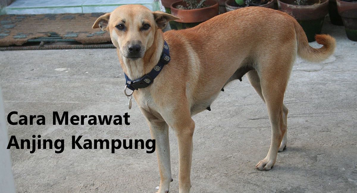 Detail Jenis Anjing Kampung Nomer 40