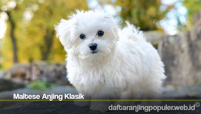 Detail Jenis Anjing Maltese Nomer 18