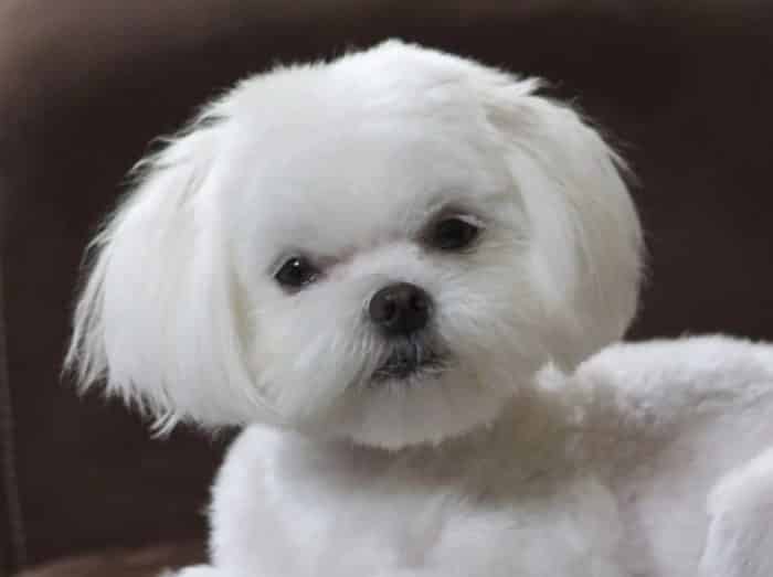 Detail Jenis Anjing Maltese Nomer 19