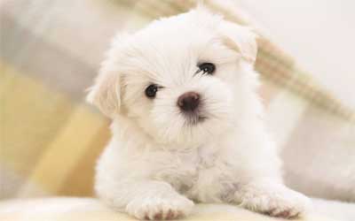 Detail Jenis Anjing Maltese Nomer 20