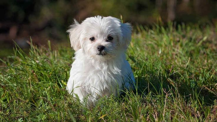 Detail Jenis Anjing Maltese Nomer 37