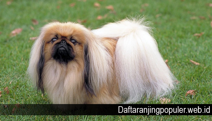 Detail Jenis Anjing Peking Nomer 8