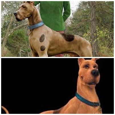 Detail Jenis Anjing Scooby Doo Nomer 20