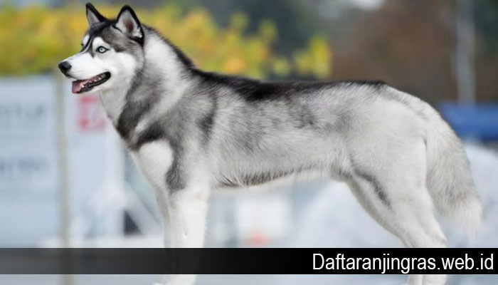 Detail Jenis Anjing Siberian Husky Nomer 18