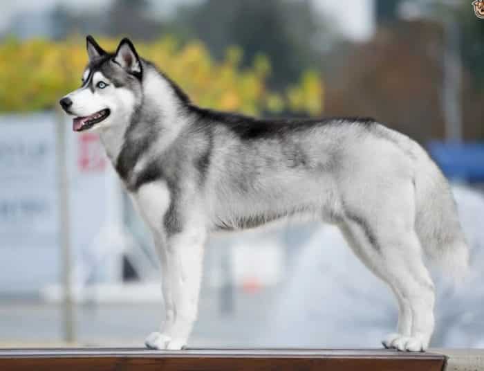 Detail Jenis Anjing Siberian Husky Nomer 19