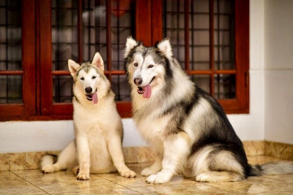 Detail Jenis Anjing Siberian Husky Nomer 20