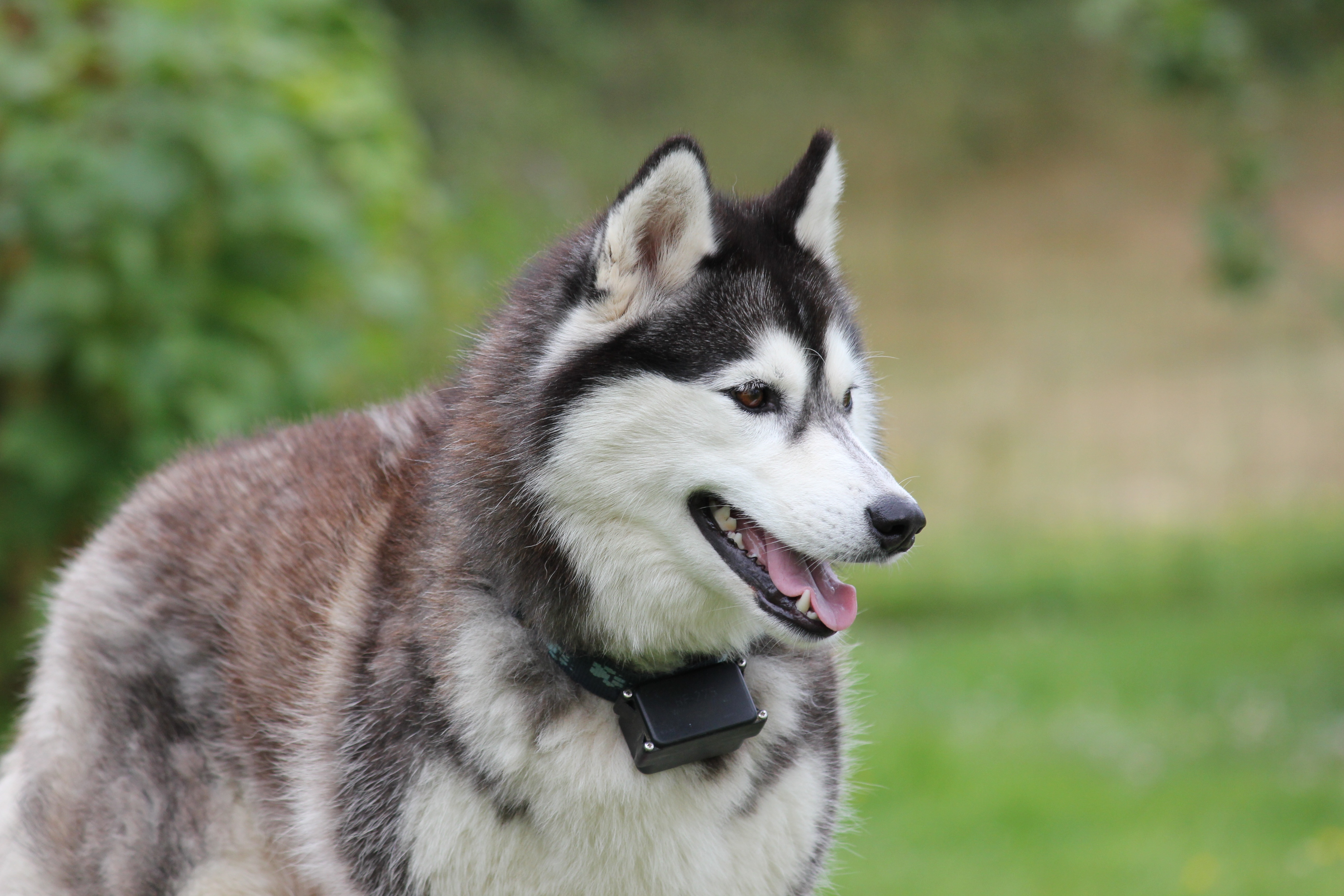 Detail Jenis Anjing Siberian Husky Nomer 23