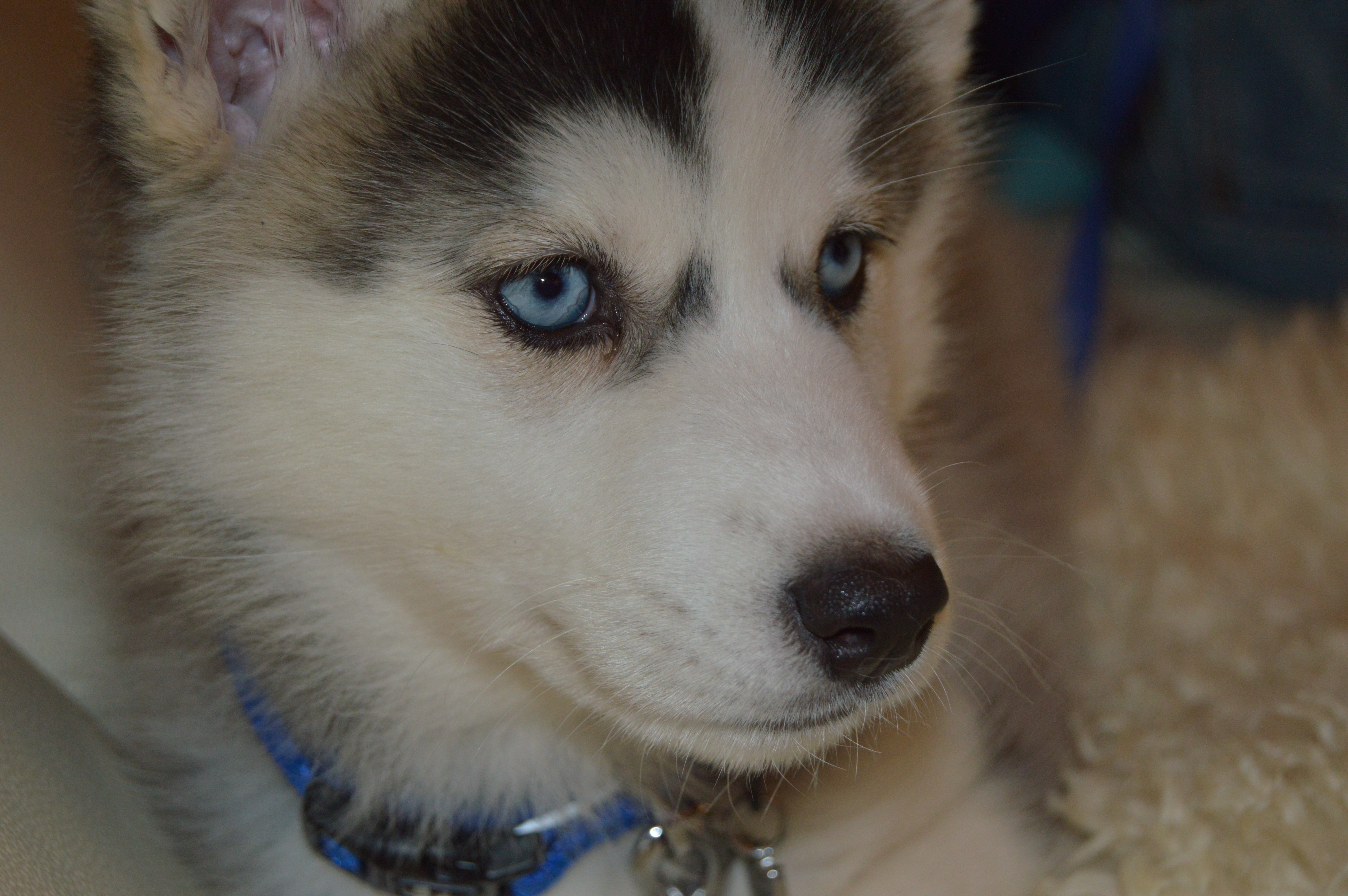 Detail Jenis Anjing Siberian Husky Nomer 33