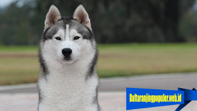 Detail Jenis Anjing Siberian Husky Nomer 34